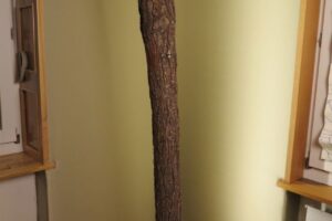 IMG_9082